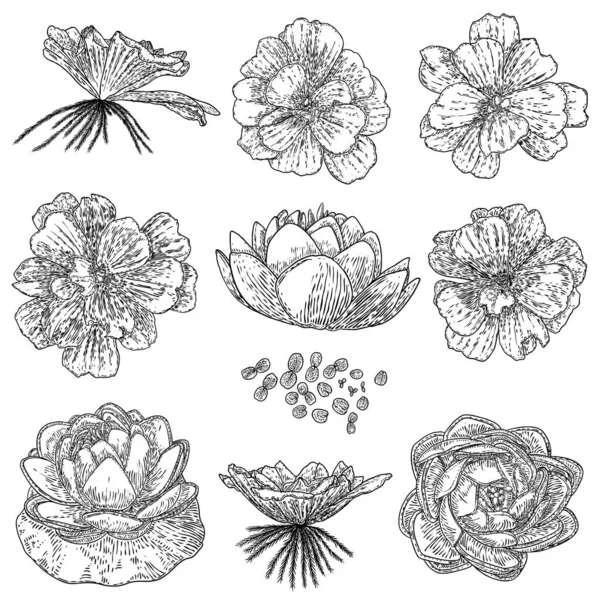 Lótuszkészlet Stilizált Vonalművészet Lótuszvirágok Gyűjteménye Virágzik Fekete Fehér Kézzel Rajzolt — Stock Vector