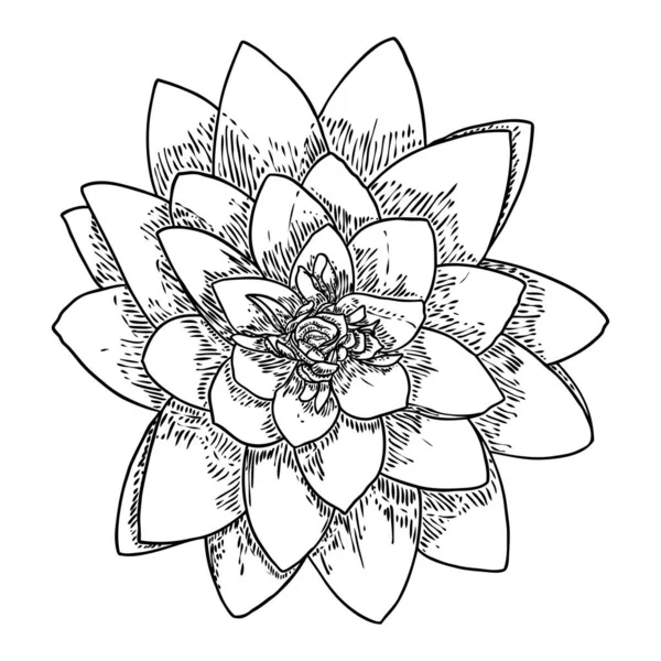 Lotus Bud Line Art Stylized Цветок Лотоса Расцветает Черно Белый — стоковый вектор