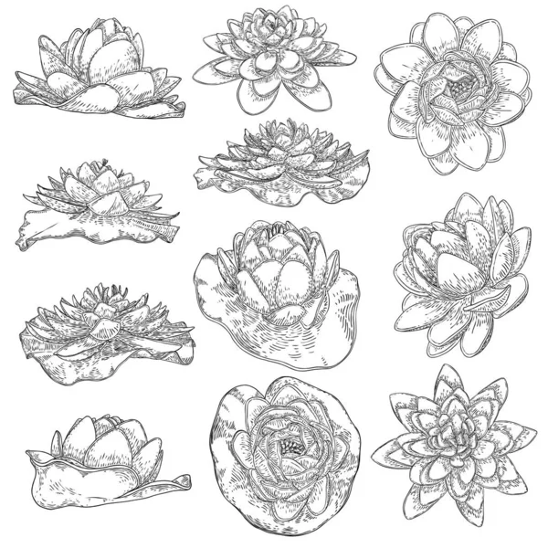Fleurs Lotus Fleurs Botaniques Florales Nénuphars Ensemble Étang Fleurs Sauvages — Image vectorielle