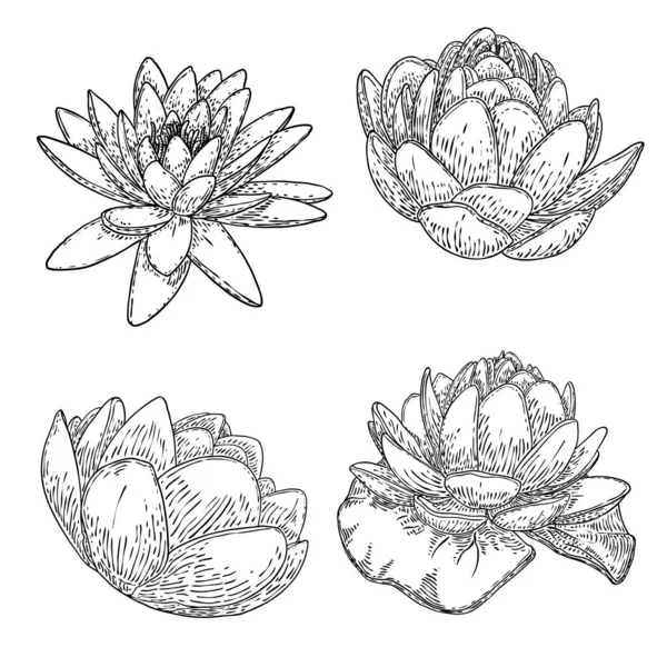 Set Lotus Drawings Various View Water Lily Blooming Heads Leafs Stock Vector