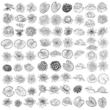 Lotus çizimleri. Nilüfer çiçeğinin çiçek açan başları ve yaprakları. Çiçek tomurcukları elinde çiçeklerle çizilmiş. Ruhani beden ve zihin görselleri için yabani nilüfer çiçeği desenli elementler. Vektör.