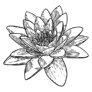 Lotus çiçeği. Çiçekli botanik suyu çiçeği. Issız, çiçek açan bir gölet. Manevi beden ve zihin tasarımları için nilüfer çiçeği, spa, meditasyon, din, yoga. Vektör.