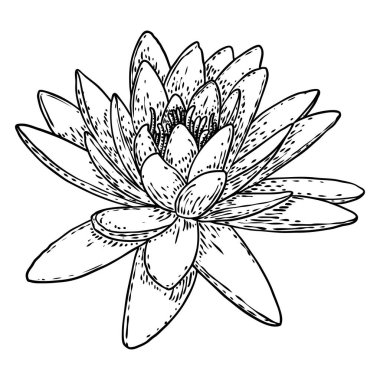 Lotus çiçeği. Çiçekli botanik suyu çiçeği. Issız, çiçek açan bir gölet. Manevi beden ve zihin tasarımları için nilüfer çiçeği, spa, meditasyon, din, yoga. Vektör.