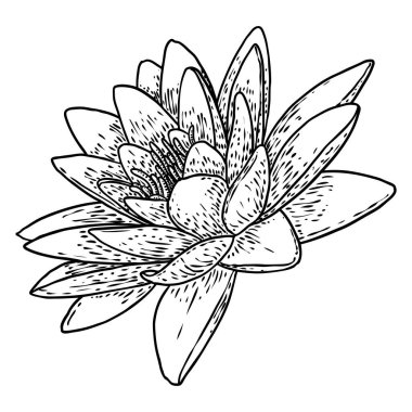 Lotus çiçeği. Çiçekli botanik suyu çiçeği. Issız, çiçek açan bir gölet. Manevi beden ve zihin tasarımları için nilüfer çiçeği, spa, meditasyon, din, yoga. Vektör.