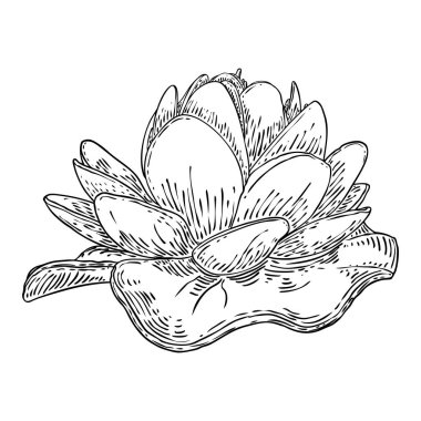 Lotus çiçeği ve git. Lily 'nin çiçekli bitki örtüsünü çizdim. Hint dini saflığın ve aydınlanmanın sembolü. Siyah beyaz, el çizimi ıssız su birikintisi zambağı çiçeği. Vektör.
