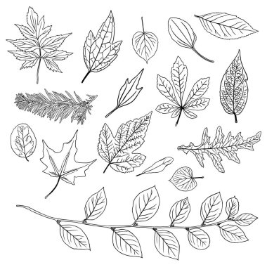 Tropik yerli yapraklar koleksiyonu. Beyaz arka planda izole eğreltiotu elementleri. Orman evi egzotik yaprak, dal ve yapraklar, doğal gerçek yapraklar, bitkiler. Vektör.