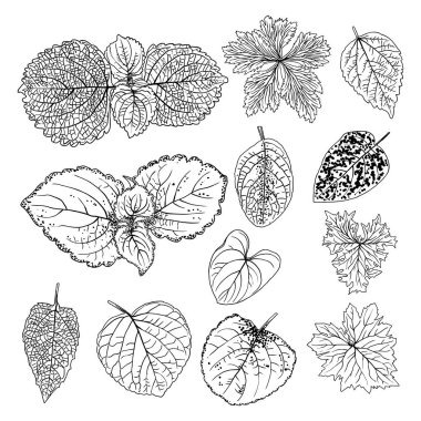 Çiçek tasarım elementleri. Dallarla ayrılır. Yeşillik çimenler, ev bitkisi dalları. Vektör.