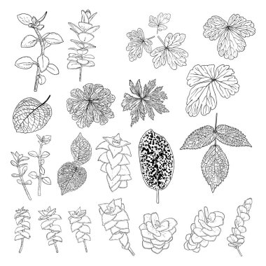 Tropik yapraklar koleksiyonu. Beyaz arka planda yalıtılmış eğreltiotu elementleri. Orman ormanı ve ev yaprağı, egzotik okaliptüs yaprakları, doğal gerçek palmiye yaprakları, bitki çizimleri. Vektör.