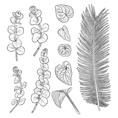 Tropik yapraklar koleksiyonu. Beyaz arka planda yalıtılmış eğreltiotu elementleri. Orman ormanı ve ev yaprağı, egzotik okaliptüs yaprakları, doğal gerçek palmiye yaprakları, bitki çizimleri. Vektör.