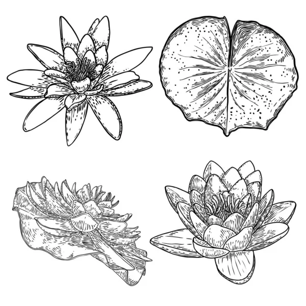 Set Lotus Drawings Various View Water Lily Blooming Heads Leafs — Stock Vector