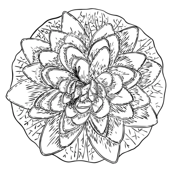 Lotusblüten Blühen Und Gehen Skizzierte Blütenbotanik Der Seerose Indische Religion — Stockvektor