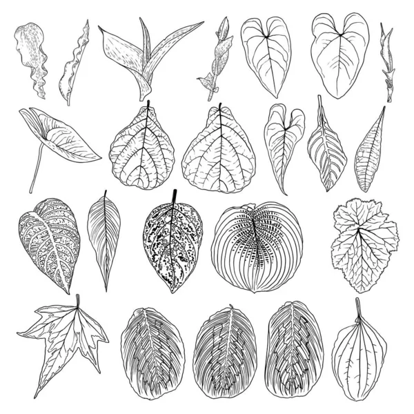 Collection Feuilles Domestiques Tropicales Eléments Fougère Isolés Sur Fond Blanc — Image vectorielle