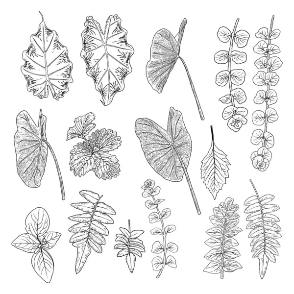 Tropik Yapraklar Koleksiyonu Beyaz Arka Planda Yalıtılmış Eğreltiotu Elementleri Orman — Stok Vektör