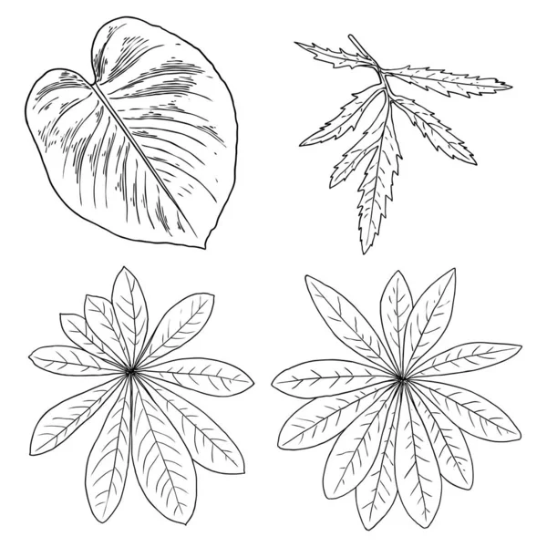 Colección Hojas Domésticas Tropicales Elementos Helecho Aislados Sobre Fondo Blanco — Archivo Imágenes Vectoriales