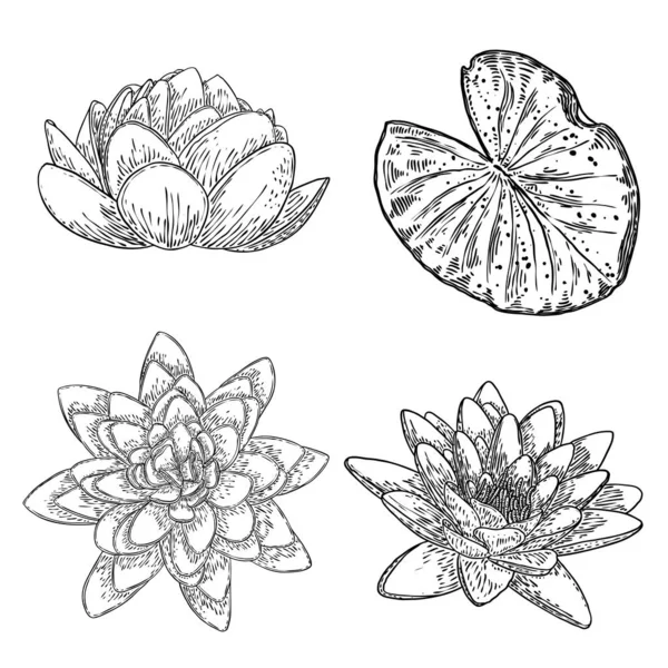 Set Lotus Drawings Various View Water Lily Blooming Heads Leafs Stock Vector