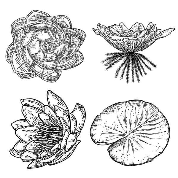 Set Lotus Drawings Various View Water Lily Blooming Heads Leafs Stock Illustration