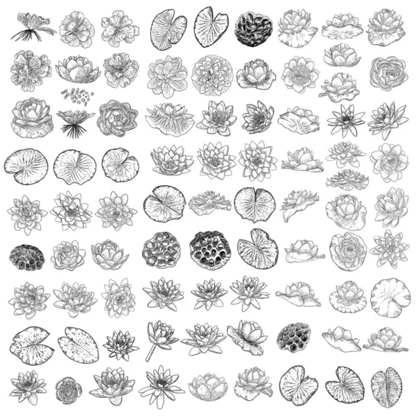 Set Lotus Drawings Various View Water Lily Blooming Heads Leafs Vector Graphics