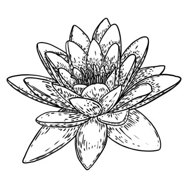 Lotus çiçeği. Çiçekli botanik suyu çiçeği. Issız, çiçek açan bir gölet. Manevi beden ve zihin tasarımları için nilüfer çiçeği, spa, meditasyon, din, yoga. Vektör.
