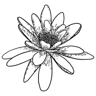 Lotus çiçeği. Çiçekli botanik suyu çiçeği. Issız, çiçek açan bir gölet. Manevi beden ve zihin tasarımları için nilüfer çiçeği, spa, meditasyon, din, yoga. Vektör.