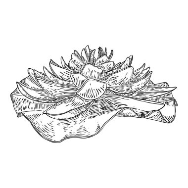 Lotus çiçeği ve git. Lily 'nin çiçekli bitki örtüsünü çizdim. Hint dini saflığın ve aydınlanmanın sembolü. Siyah beyaz, el çizimi ıssız su birikintisi zambağı çiçeği. Vektör.
