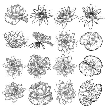 Nilüfer seti, sanat eserleri tarzında. Nilüfer çiçeği koleksiyonu çiçek açar. Siyah beyaz, el çizimi ıssız su birikintisi zambağı çiçeği. Vücut ve akıl elementleri tasarlar. Vektör.