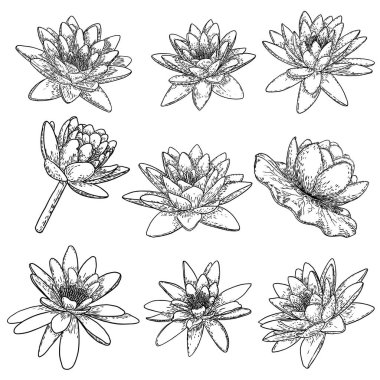 Lotus çiçekleri. Çiçekli bitkisel su çiçekleri. Issız bir gölet, kır çiçekleri. Manevi beden ve zihin tasarımları, spa, meditasyon, din, yoga için nilüfer çiçeği koleksiyonu. Vektör.