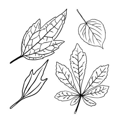 El yapımı botanik yapraklar dallar ve eğreltiotu. Evcil ev çiçekleri tasarım elementleri. Düğün davetiyeleri ve yaz indirimi afişleri için çizimler yapıyorum. Vektör.