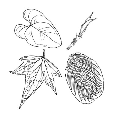 El yapımı botanik yapraklar dallar ve eğreltiotu. Evcil ev çiçekleri tasarım elementleri. Düğün davetiyeleri ve yaz indirimi afişleri için çizimler yapıyorum. Vektör.