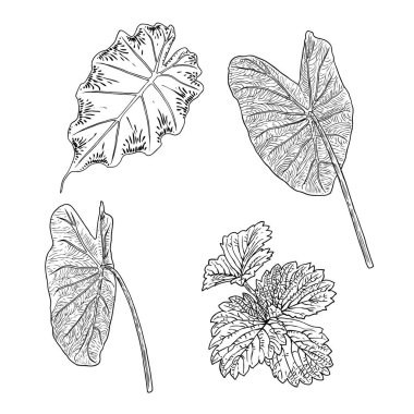 Çeşitli orman yaprakları. İzole ağaç dalları ve bitki yaprakları ya da yapraklar. Gerçek bitkilerden yapılmış. Vektör.