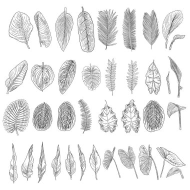 Tropik yapraklar koleksiyonu. Beyaz arka planda yalıtılmış eğreltiotu elementleri. Orman ormanı ve ev yaprağı, egzotik okaliptüs yaprakları, doğal gerçek palmiye yaprakları, bitki çizimleri. Vektör.