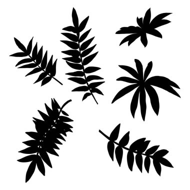 Yaprak siluet koleksiyonu, yaprak seti. Yerel bahar yaprakları, canlı orman ve ev bitkilerinden yapılmış el yapımı elementlerin botanik çizimi. Vektör.