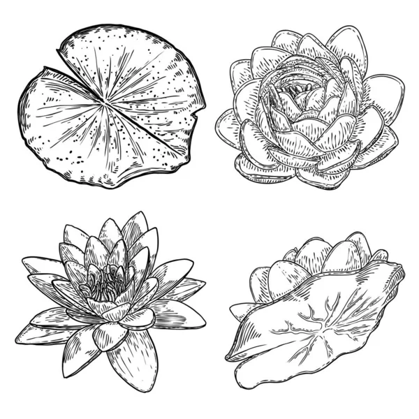 Set Lotus Drawings Various View Water Lily Blooming Heads Leafs Royalty Free Stock Illustrations