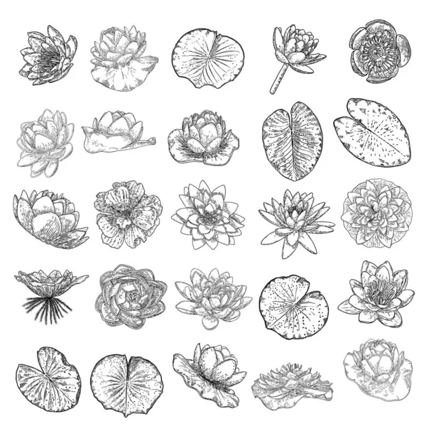 Set Lotus Drawings Various View Water Lily Blooming Heads Leafs Stock Illustration