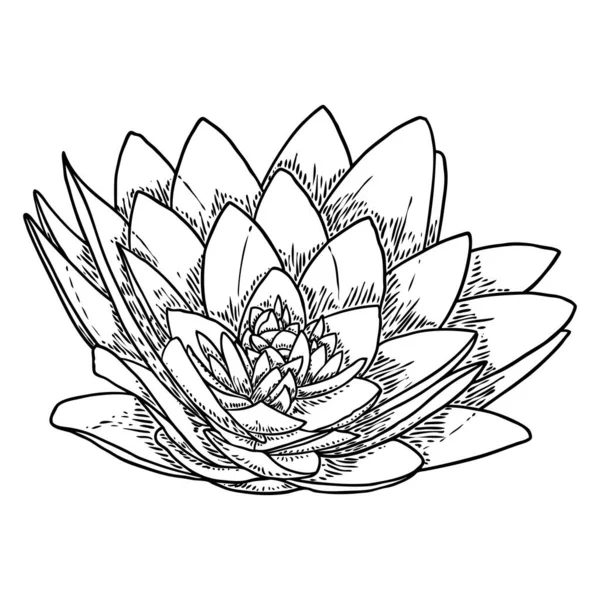 Lotus Budストックベクター ロイヤリティフリーlotus Budイラスト ページ 5 Depositphotos