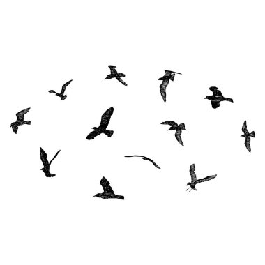 Bir grup martı kuşu, denizci dövmesi taslağı. Beyaz arka planda uçan martı siluetinin siyah vuruşu. Denizci takımı. Sürüdeki su kuşlarının farklı şekillerde çizimleri. Vektör.
