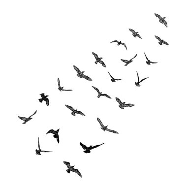 Bir grup martı kuşu, denizci dövmesi taslağı. Beyaz arka planda uçan martı siluetinin siyah vuruşu. Denizci takımı. Sürüdeki su kuşlarının farklı şekillerde çizimleri. Vektör.