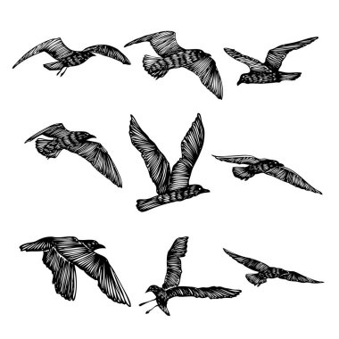 Bir dizi siyah el kuşları okşar, martılar, sürü. Deniz kuşlarının robot resmini çiziyorum. Beyaz arka planda. İlham verici vücut dövmesi mürekkebi. Vektör.