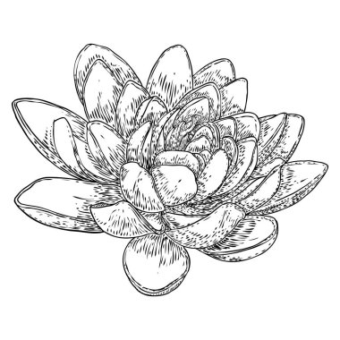 Lotus tomurcuğu, çizgi sanatı stilize edilmiş. Nilüfer çiçeği açar. Siyah beyaz, el çizimi ıssız su birikintisi zambağı çiçeği. Vücut ve zihin tasarım elementleri. Vektör.