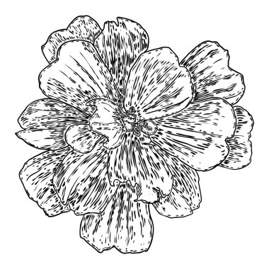 Lotus tomurcuğu, çizgi sanatı stilize edilmiş. Nilüfer çiçeği açar. Siyah beyaz, el çizimi ıssız su birikintisi zambağı çiçeği. Vücut ve zihin tasarım elementleri. Vektör.