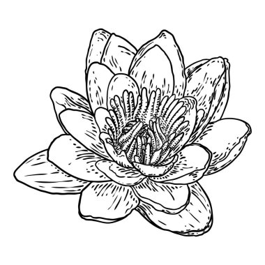 Lotus tomurcuğu, çizgi sanatı stilize edilmiş. Nilüfer çiçeği açar. Siyah beyaz, el çizimi ıssız su birikintisi zambağı çiçeği. Vücut ve zihin tasarım elementleri. Vektör.