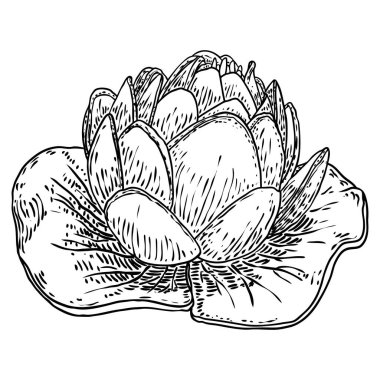Lotus çiçeği ve git. Lily 'nin çiçekli bitki örtüsünü çizdim. Hint dini saflığın ve aydınlanmanın sembolü. Siyah beyaz, el çizimi ıssız su birikintisi zambağı çiçeği. Vektör.