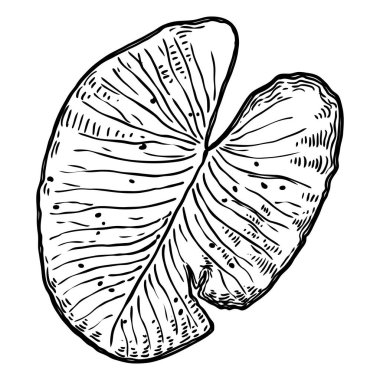 Nilüfer yaprağı, izole. Nilüfer yaprağı çiziyorum. Vektör.
