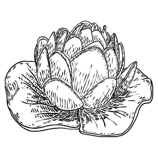 Bunga Lili Putih Stok Vektor Ilustrasi Bunga Lili Putih Bebas Royalti Halaman 18 Depositphotos