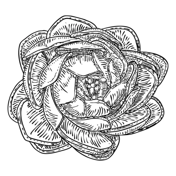 Lilie Tattooストックベクター ロイヤリティフリーlilie Tattooイラスト ページ 12 Depositphotos