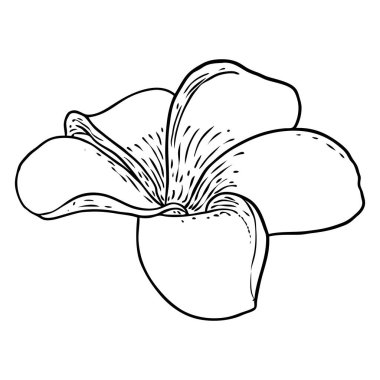 Plumeria ya da taç yapraklı Frangipani çiçekleri. Dekoratif egzotik tropikal çiçeklerin el çizimi sanatı, çiçek açan ve açık tomurcuklar. Vektör.