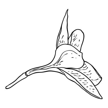 Plumeria çiçeği. Dekorasyon ve desen yapmak için egzotik tropikal orman çiçekleri açıyor. Karayipler, dış bitki başı, açık çiçek. Çizgi el çizim sanatı. Vektör.