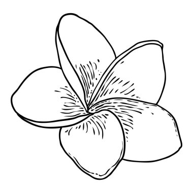 Plumeria çiçek tasarımı. Gerçek tesisattan yapılmış egzotik bitkilerden oluşan tropik bir çiçek. Hawaii frangipani çiçeği, açık yapraklı, izole. Geleneksel çiçekli hoş geldin dekorasyonu. Vektör.