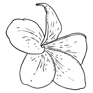 Plumeria çiçek tasarımı. Gerçek tesisattan yapılmış egzotik bitkilerden oluşan tropik bir çiçek. Hawaii frangipani çiçeği, açık yapraklı, izole. Geleneksel çiçekli hoş geldin dekorasyonu. Vektör.