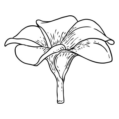 Plumeria çiçek tasarımı. Gerçek tesisattan yapılmış egzotik bitkilerden oluşan tropik bir çiçek. Hawaii frangipani çiçeği, açık yapraklı, izole. Geleneksel çiçekli hoş geldin dekorasyonu. Vektör.
