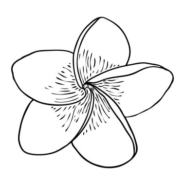 Spa salonu Plumeria çiçek serisi sanat eseri tasarımı. Yoga yağı aromaterapisi ve sıcak masaj stüdyosu, hoş geldin sembolü. Frangipani çiçeğinin açık tomurcuğunu çizmek. Vektör. 
